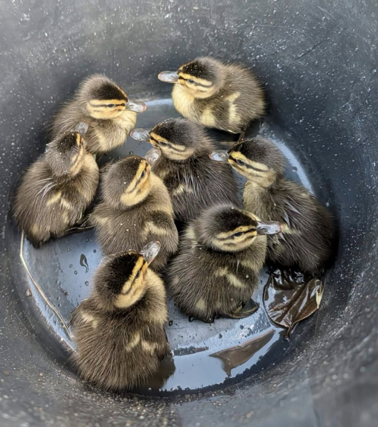 Firefighters Rescue Eight Ducklings Trapped in Drain After Gruelling Week Battling Essex Wildfires