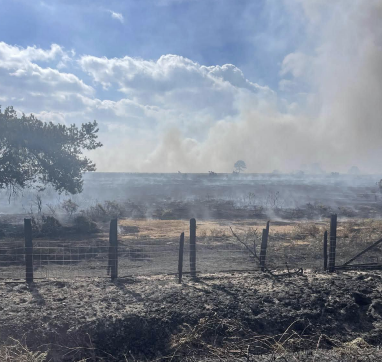 A31 remains closed after lorry fire spreads to New Forest heathland