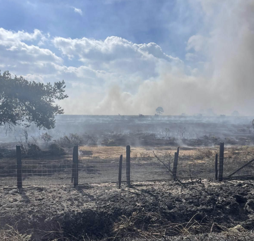 A31 remains closed after lorry fire spreads to New Forest heathland