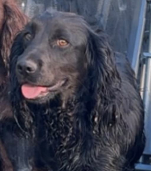 Appeal after two dogs stolen from Sevenoaks barn as one remains missing