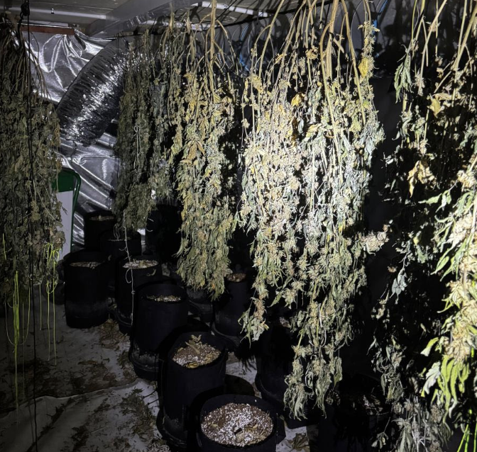 Police seize 161 cannabis plants after drugs raid in Paignton