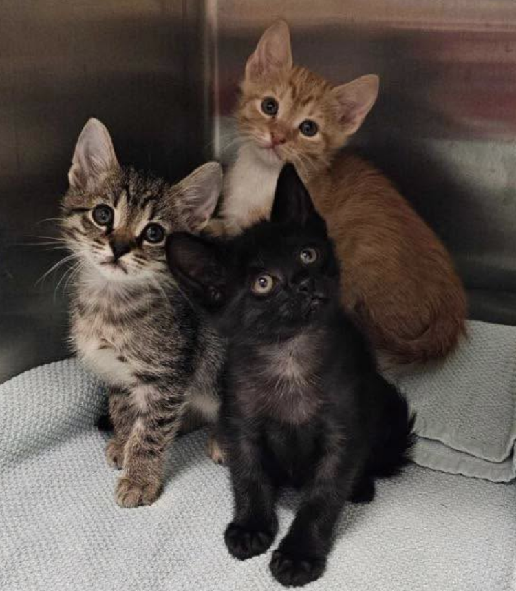 Petition demanding action on UK ‘cat crisis’ passes 14,000 signatures