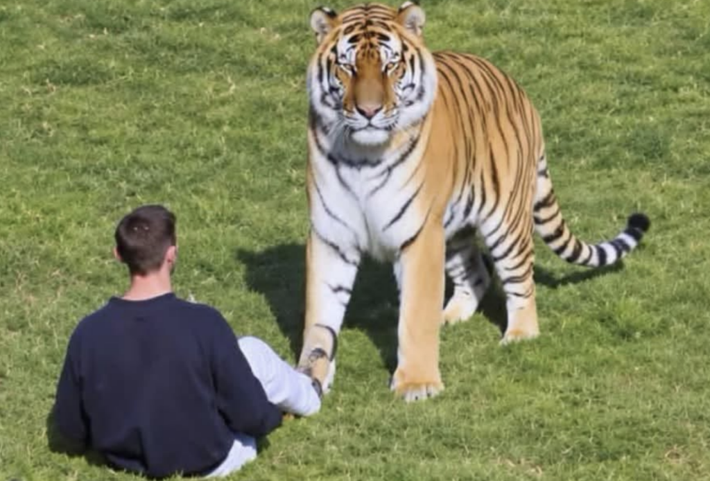 Man seriously injured after entering tiger enclosure at Yorkshire Wildlife Park