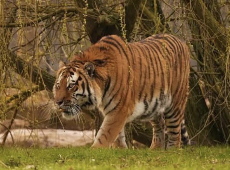 New footage appears to show man asking for photo with tiger before fatal Yorkshire Wildlife Park attack
