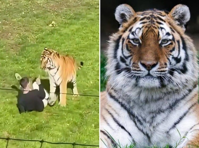 Yorkshire Wildlife Park tiger Altai will not be put down after fatal enclosure incident