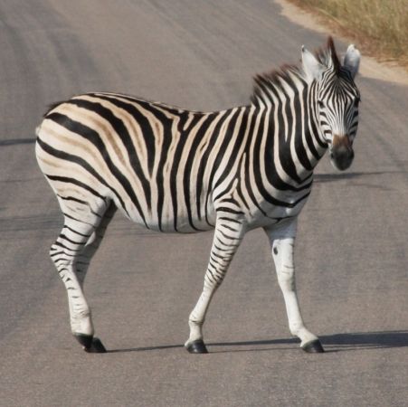 New Zebra Crossing And Improvements  To Be Made To Foot Paths In Seaview And Gunville On The Isle Of Wight
