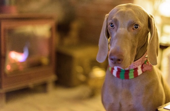 Golden Wonder Award For Portsmouth City Council's Stray Dog Kennels