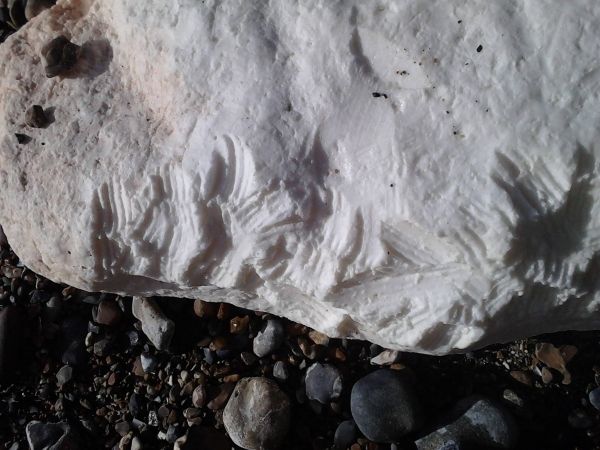 Warning To Dog Owners After Palm Oil  Washes Up On Southcoast Beaches