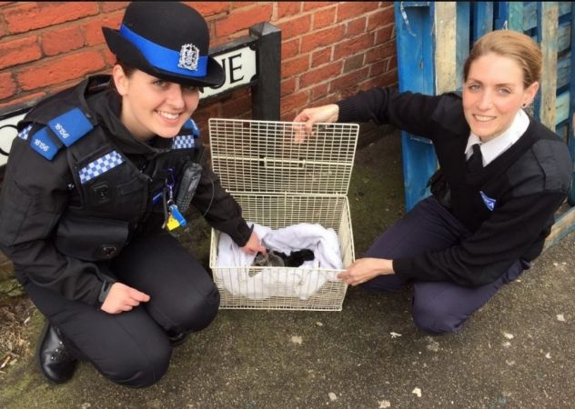 Police Save Kittens From Death  After  Southampton Drugs Raid