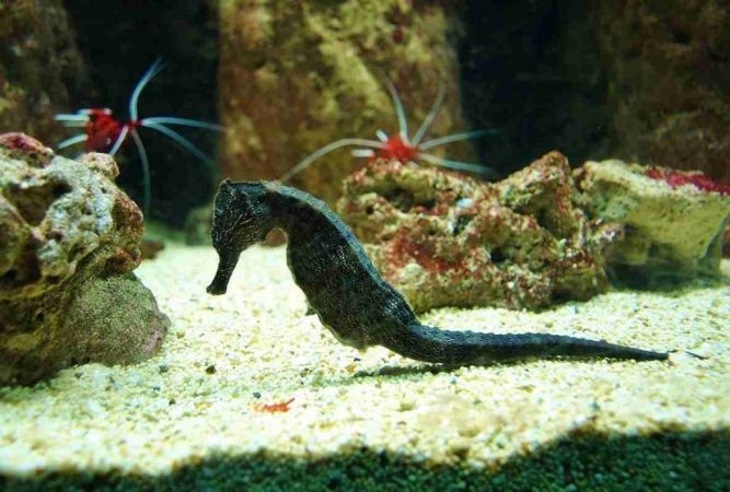 Aquarium Invite Visitors To Test Their Skill Against Animal Superstars