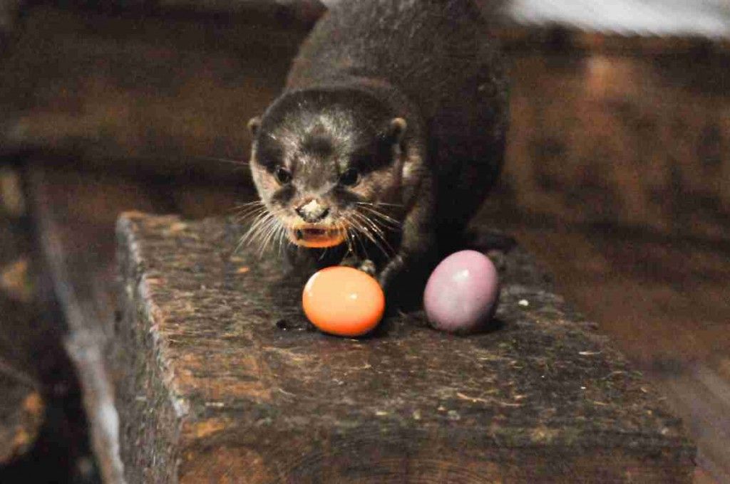 Hunt Is On To Find The Top Otter Spotter In Portmsouth