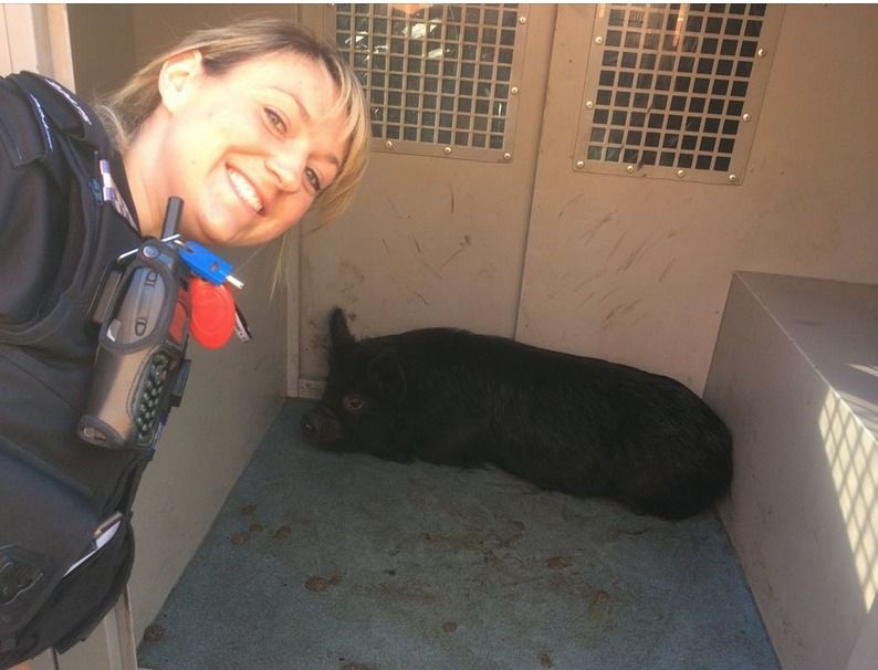 Police Appeal For Porkie Owner