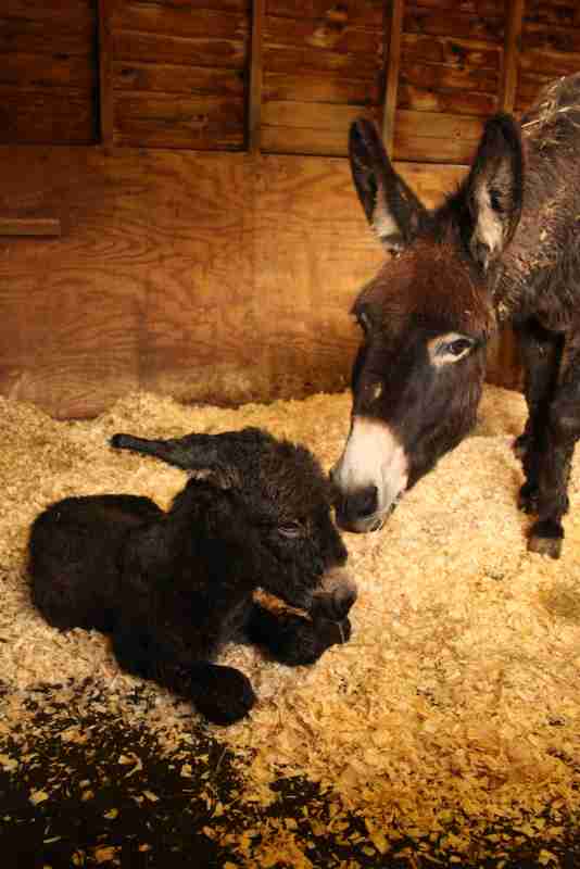 Award Winning Farm Welcome New Arrival During Storm Katie