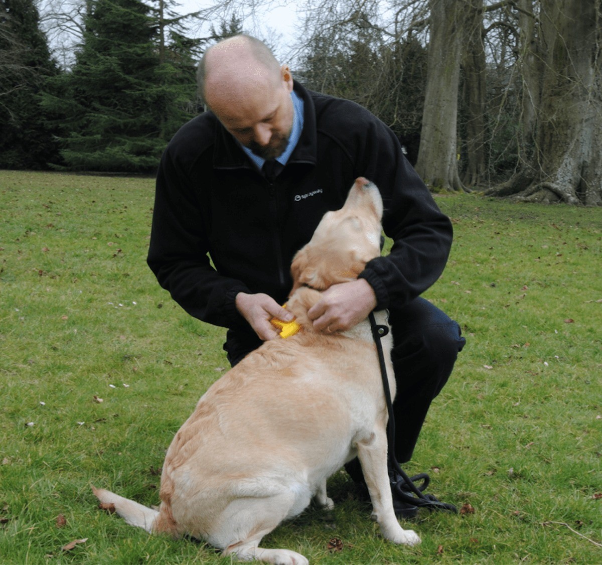 Council Offers Free Microchipping To Prepare Dog Owners For New Law