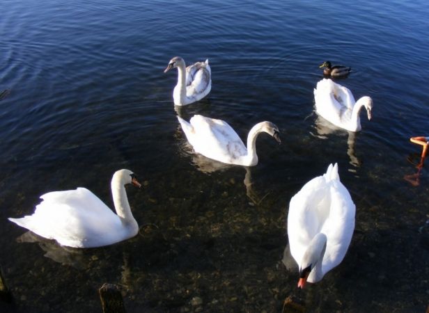 Police Launch Probe After Dead Swan Found In Andover Lake