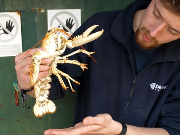 Pot Luck As Fisherman Lands White Lobster