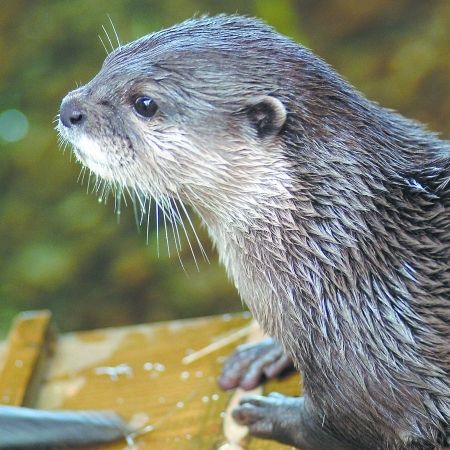 Blue Reef Plan A Month Of Celebrations For Otters Tenth Birthday