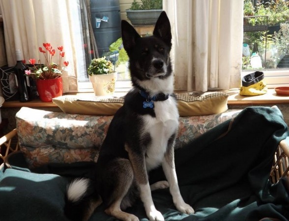 Can You Help Find Missing Husky Cross From The Isle Of Wight
