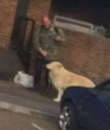 Police Appeal For Witnesses After Dog Alleged Kicked In The Face  On The Isle Of Wight