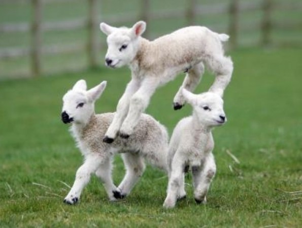 Police Investigate After Newborn Lambs Killed In Kingsclere