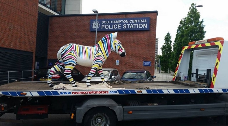 Zany Zebra Recovered From Back Garden In Shirley Southampton