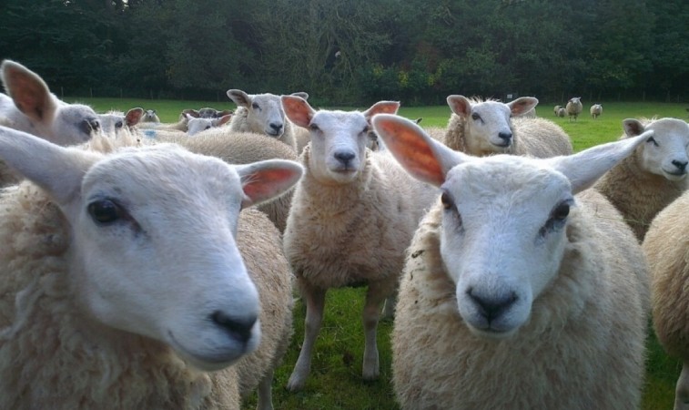 Police Appeal After Sheep Attacked In Romsey