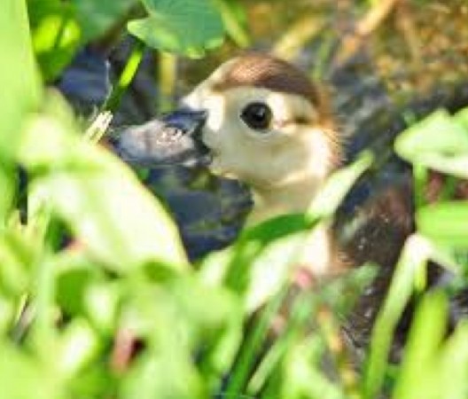Defenceless Wildlife Killed By Mindless Thugs