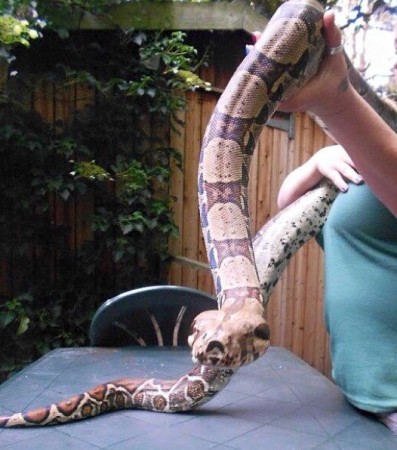 Missing Boa Snake Escapes From Garden In Fareham