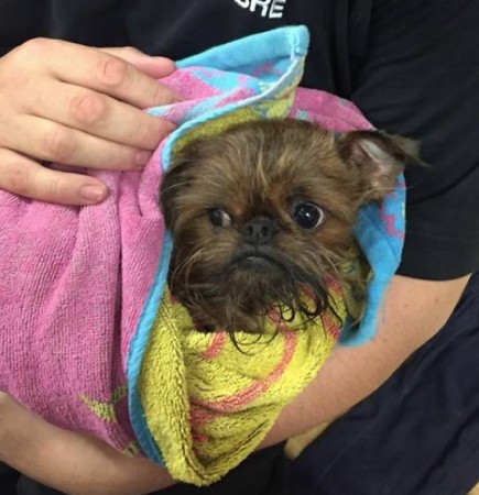 Minnie The Dog Rescued By Coastguard Search And Rescue Team In Portsmouth
