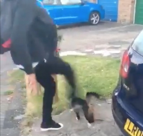 Foul Attack Against Cat Filmed On Mobile Phone Being Investigated By Police