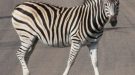 New Zebra Crossing And Improvements  To Be Made To Foot Paths In Seaview And Gunville On The Isle Of Wight