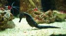 Aquarium Invite Visitors To Test Their Skill Against Animal Superstars