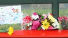 Missy The Havant  Bus Stop Cat Was Hit By A Car