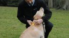 Council Offers Free Microchipping To Prepare Dog Owners For New Law