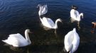 Police Launch Probe After Dead Swan Found In Andover Lake