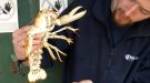 Pot Luck As Fisherman Lands White Lobster