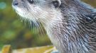 Blue Reef Plan A Month Of Celebrations For Otters Tenth Birthday
