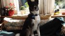 Can You Help Find Missing Husky Cross From The Isle Of Wight