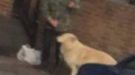 Police Appeal For Witnesses After Dog Alleged Kicked In The Face  On The Isle Of Wight