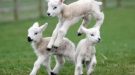 Police Investigate After Newborn Lambs Killed In Kingsclere