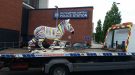Zany Zebra Recovered From Back Garden In Shirley Southampton