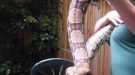 Missing Boa Snake Escapes From Garden In Fareham