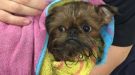 Minnie The Dog Rescued By Coastguard Search And Rescue Team In Portsmouth