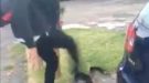 Foul Attack Against Cat Filmed On Mobile Phone Being Investigated By Police